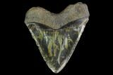 Fossil Megalodon Tooth - North Carolina #145460-2
